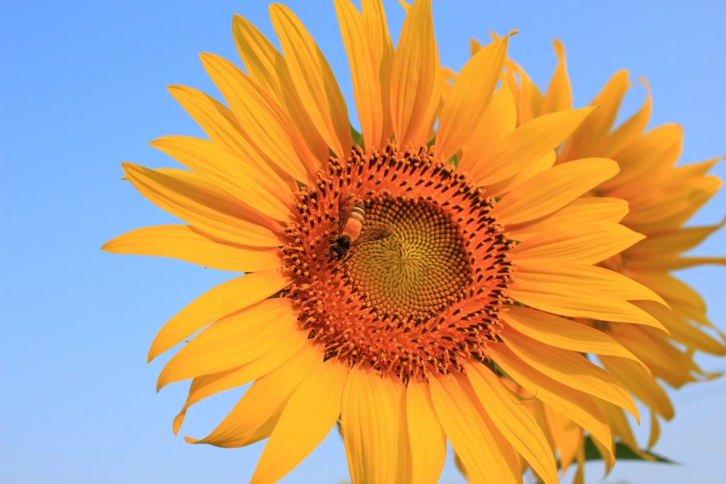 Bee that pollinate sunflower