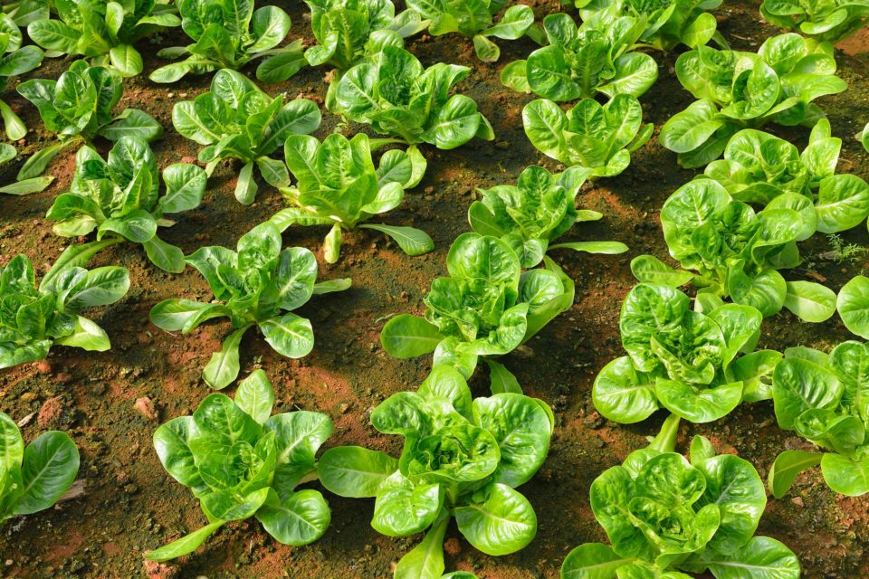 vegetables in the hydroponic farm