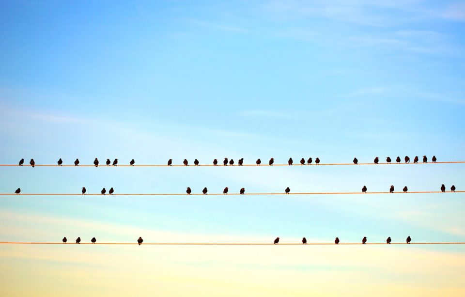 birds on electric wire