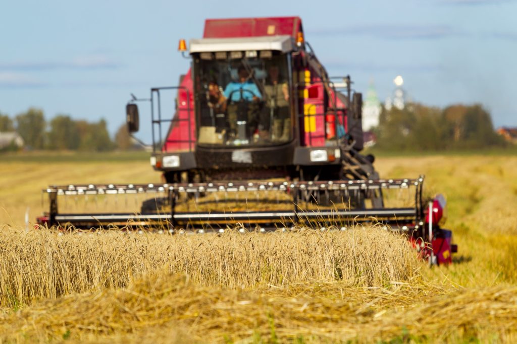 Bread field, harvesting, sunny day