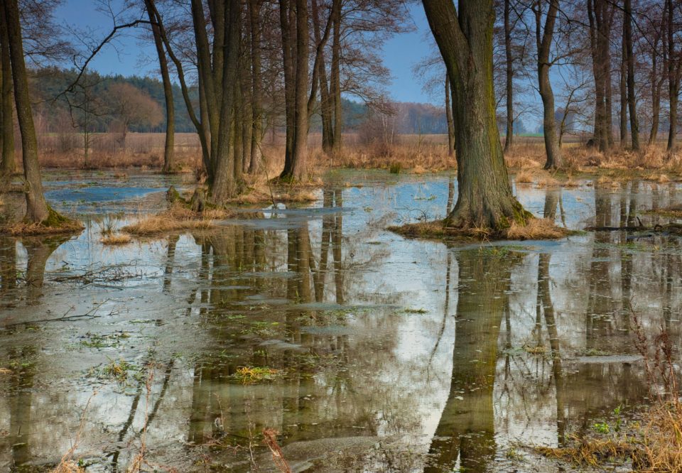 Flooded trees in the meadow