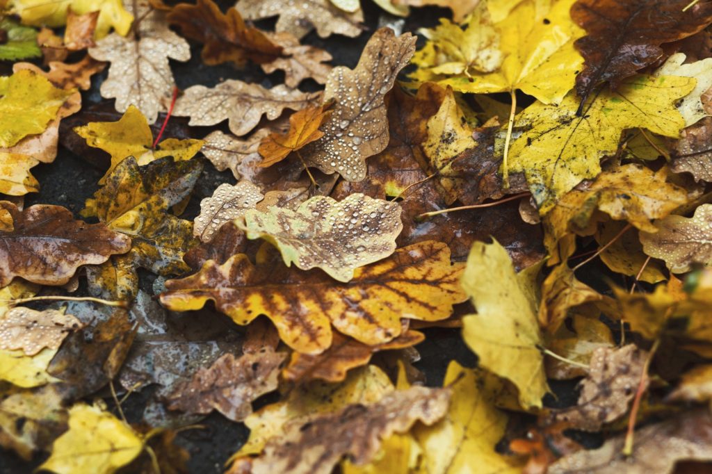 Fall autumn season background, fallen leaves under rain
