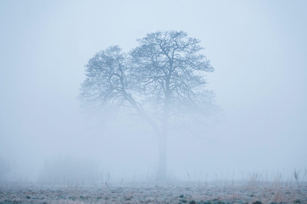 Alone tree, rising from a fog in early foggy winter morning