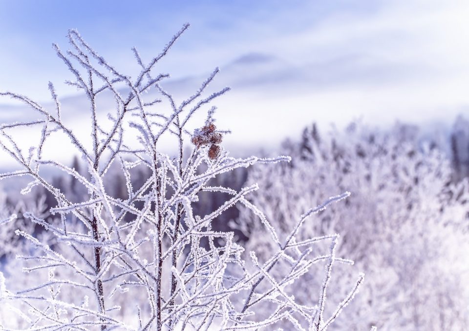 frozen winter tree branches