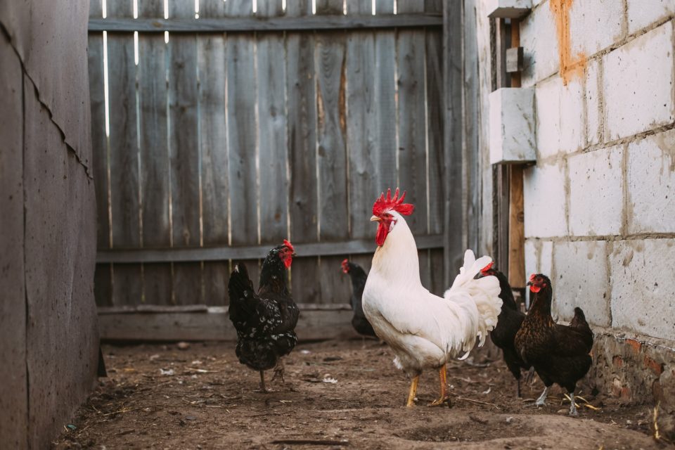 White Chicken Rooster Walking In Rustic Farmyard