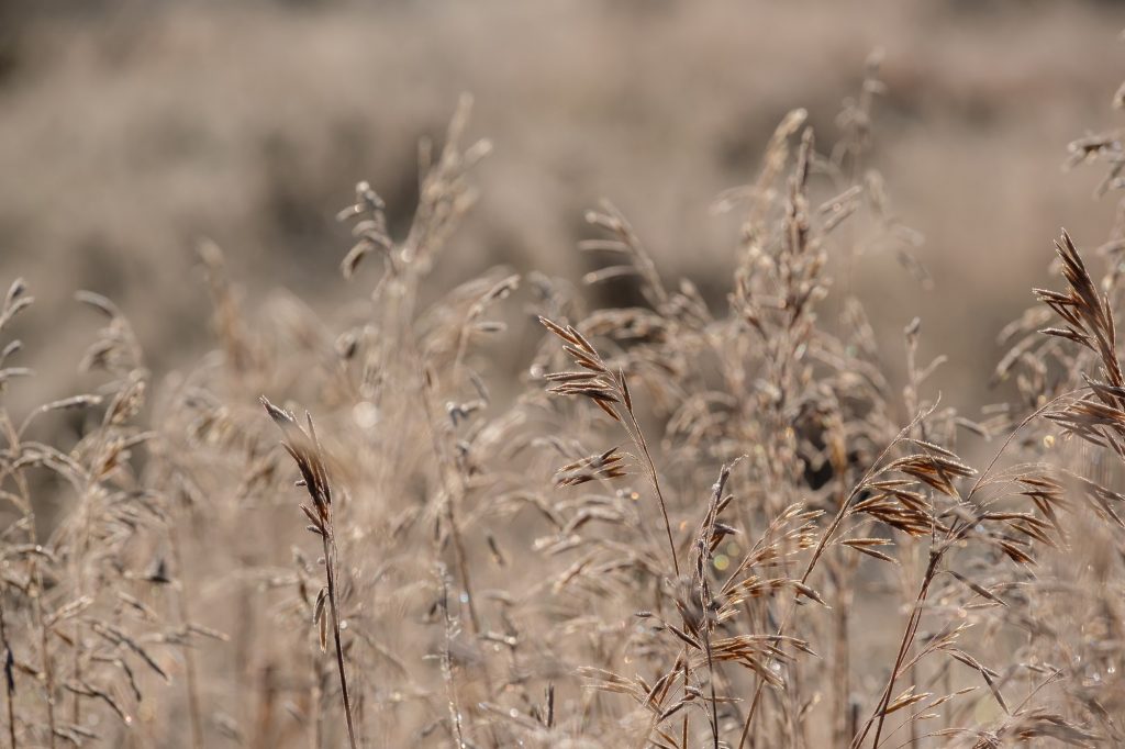 Grass with morning frost