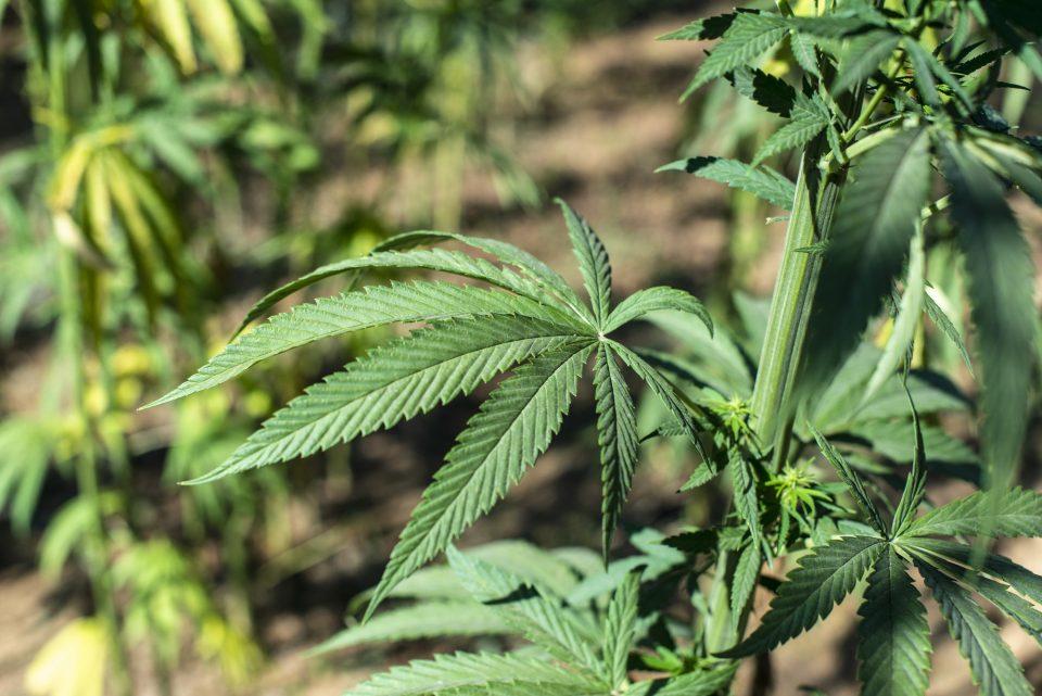 Marijuana farm. Growing Cannabis sativa in farm.
