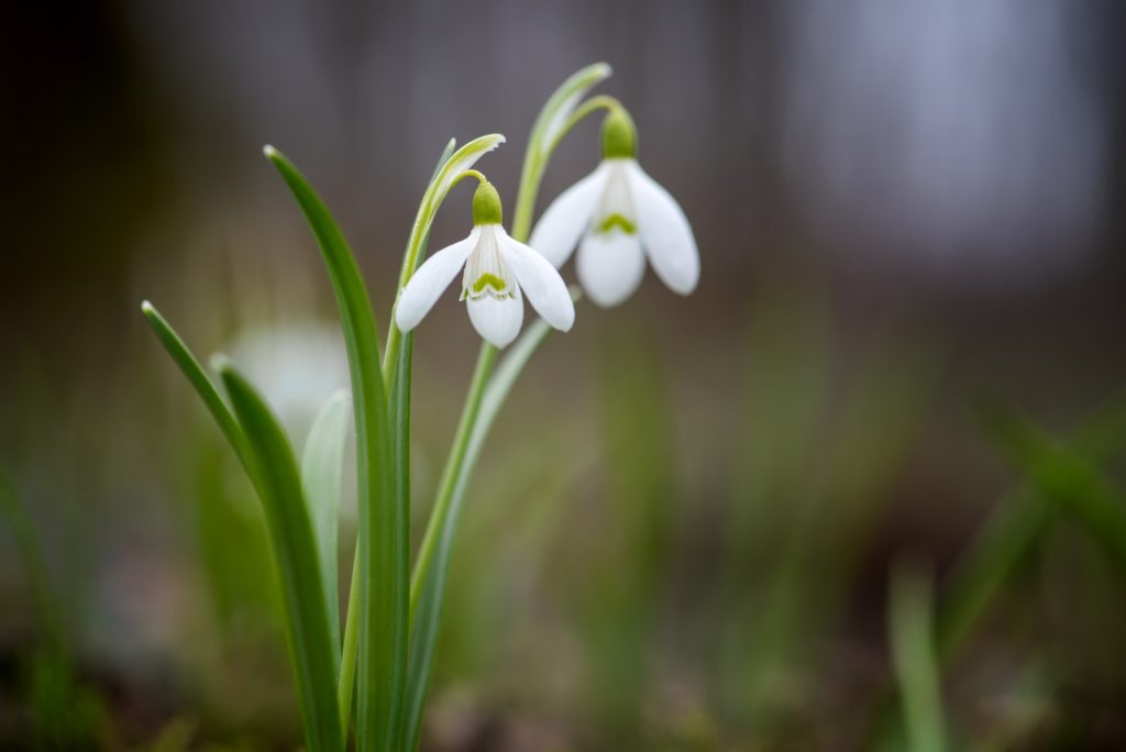 Snowdrop spring flowers