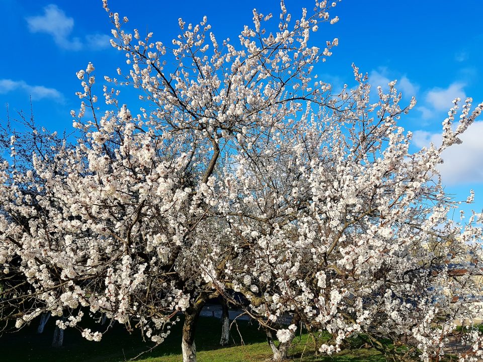 three white flowers on a apricot tree
