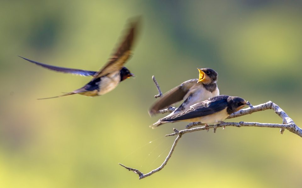 Barn swallow feeding juveniles