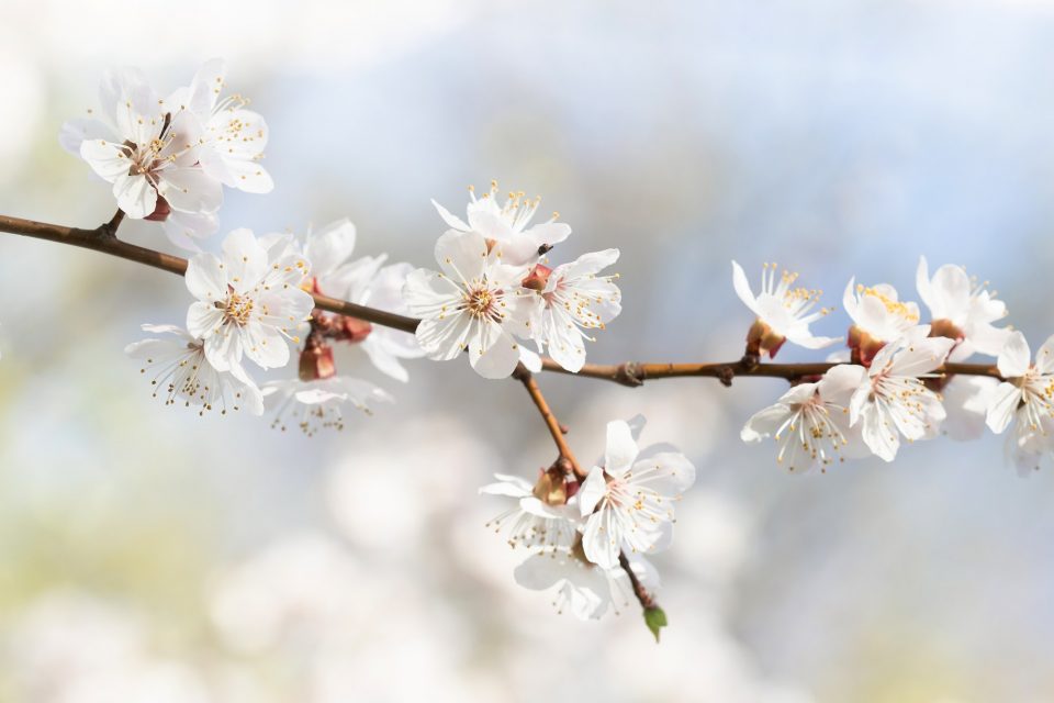 Beautiful branch of a fruit tree with blossom flowers white petals