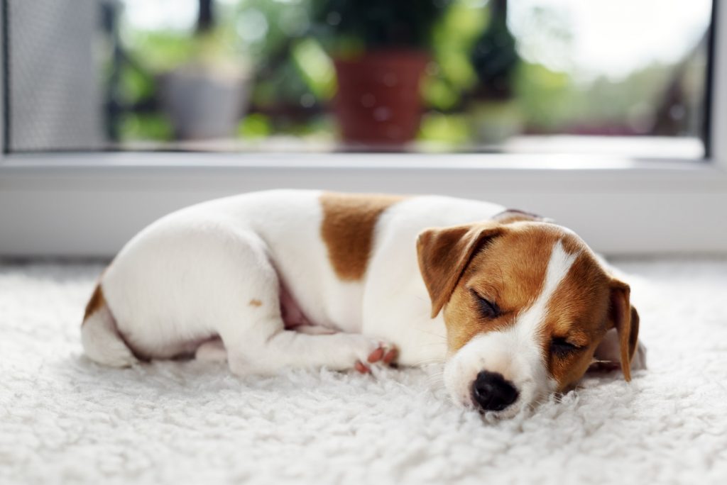 Jack russel terrier puppy sleeping on white carped