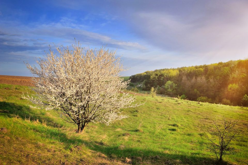 Single blossoming tree in spring. Spring landscape.