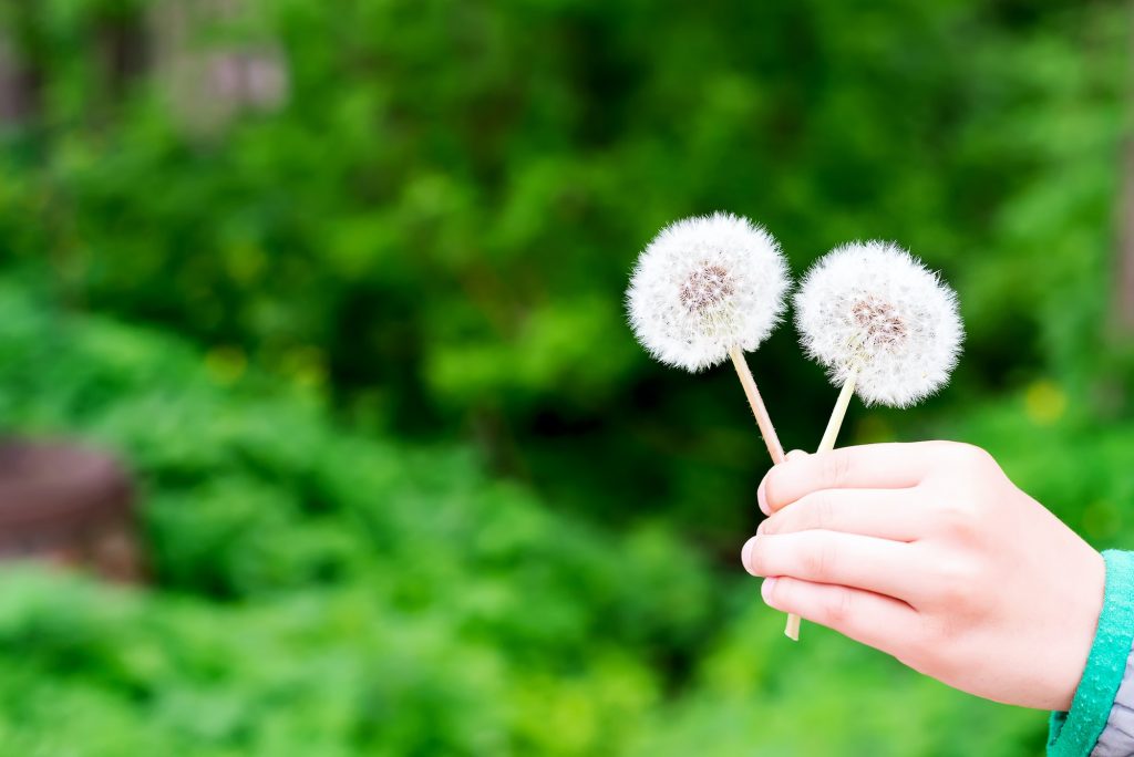 Child holds dandelion in spring garden. Springtime. Little baby in spring landscape background