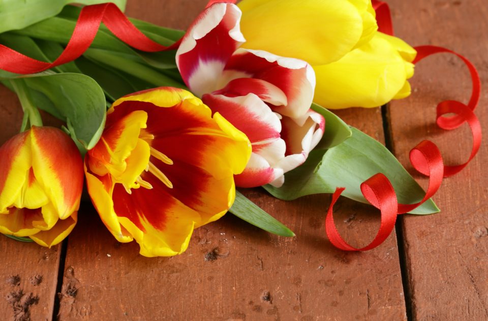 Spring Flowers Tulips