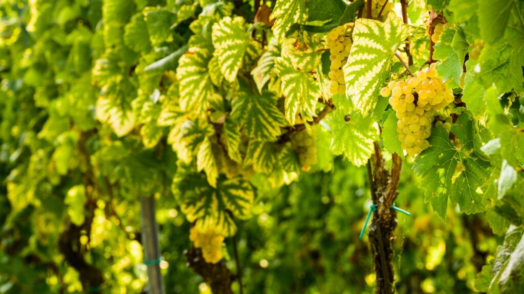 White grape in a vineyard during autumn