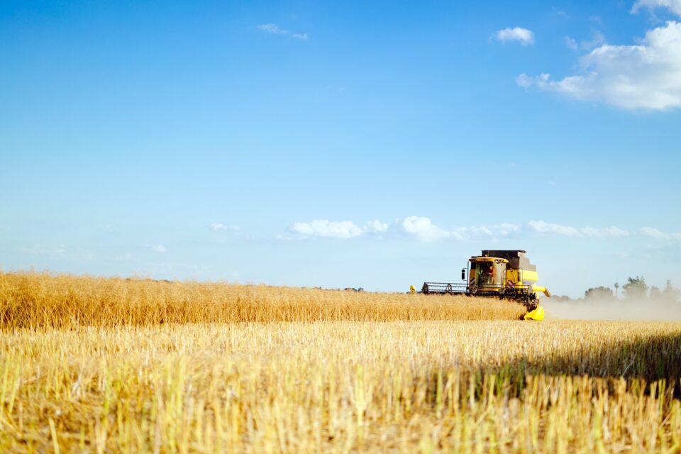 Oat harvesting on fields