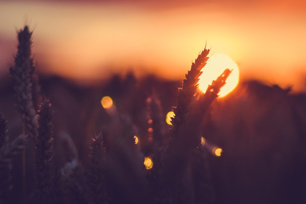Silhouette of wheat ears in front of sun at sunset light. Natural light back lit. Beautiful sun