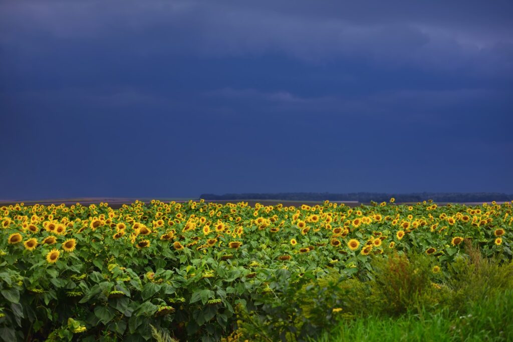 Agricultural landscape with sunflower field on the background of