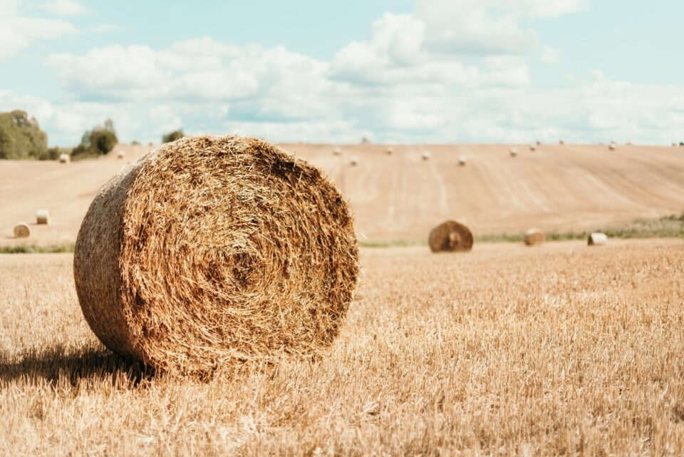 Agriculture background with copy space. Harvested field with straw bales. Summer and autumn harvest