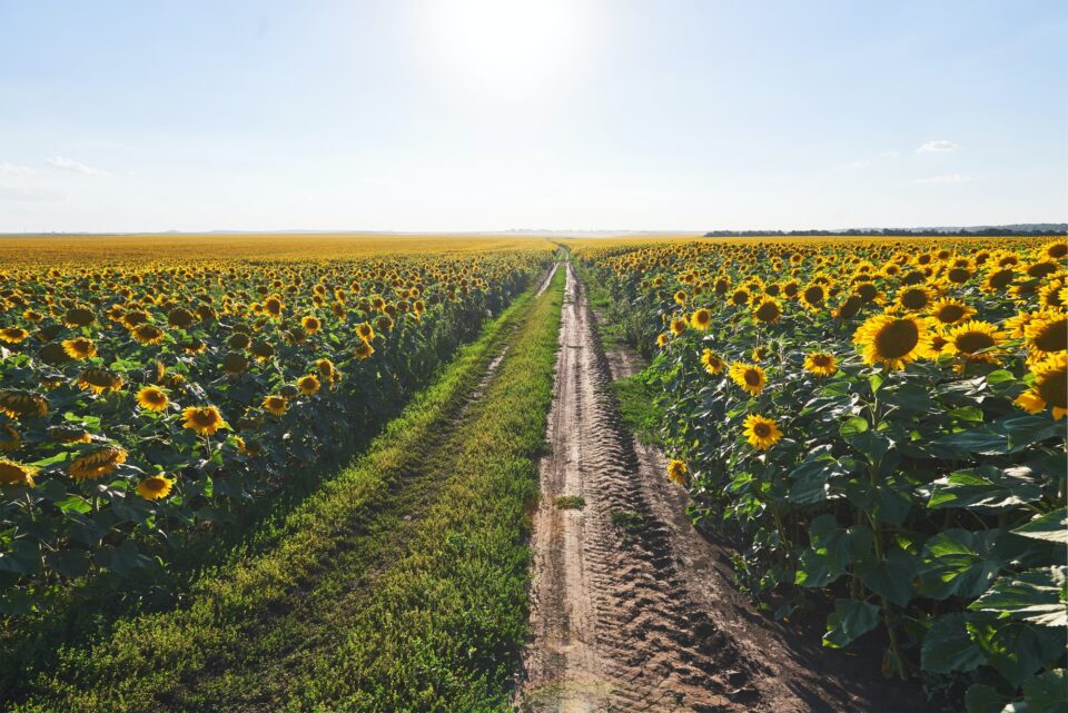 Summer landscape with a field of sunflowers, a dirt road