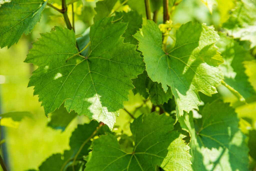 Wine grape plants leaves. Sunny day green background. Sunny day