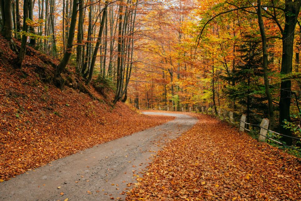 autumn road landscape