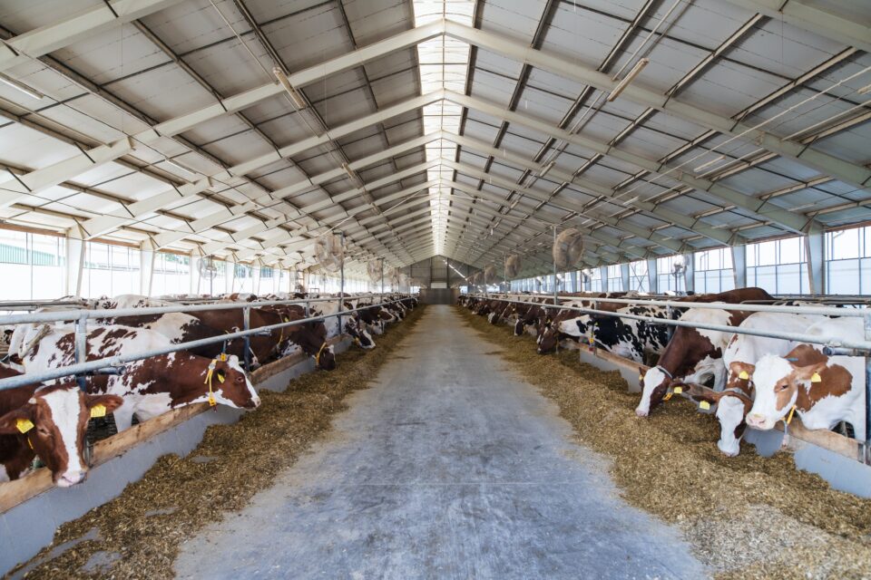 Cows on a diary farm, agriculture industry