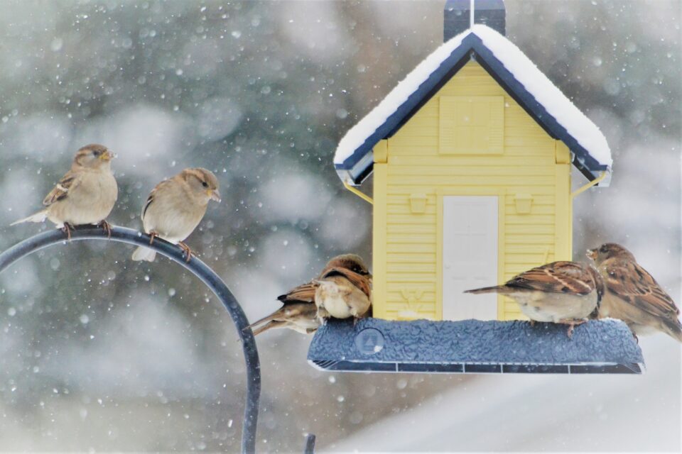 Sparrows at the yellow bird feeder on a wintery snowy day!