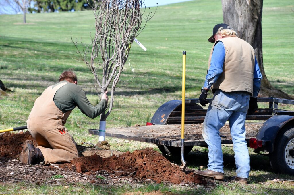 Two men planting a tree at the park - real people