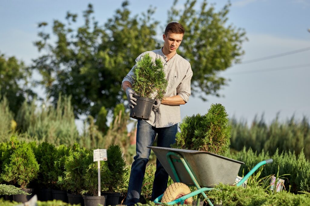 Guy gardener puts the seedlings in pots in a cart on the garden path in the wonderful nursery-garden