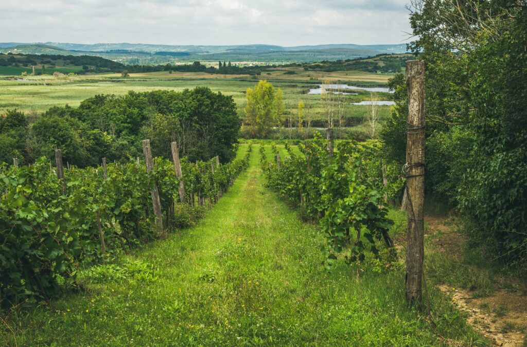 Wineyards in Tihany peninsula at lake Balaton, Hungary