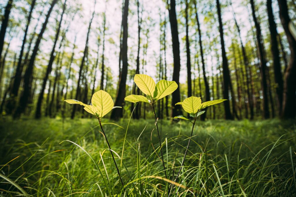 Growing Small Young Spring Sprigs Green Trees. Summer Sunny Day. Wide Angle