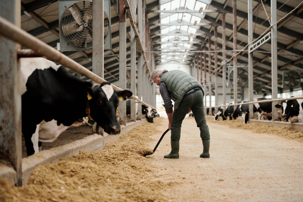 Mature worker of farm putting livestock feed for cows by paddocks with cattle