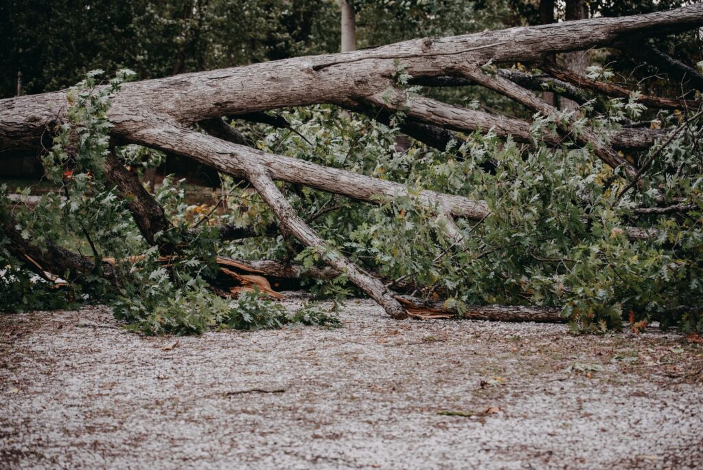 Fallen tree after a thunderstorm