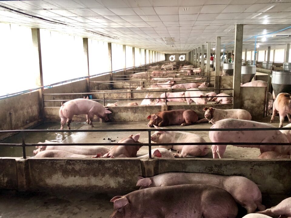 Pig farm in countryside Thailand