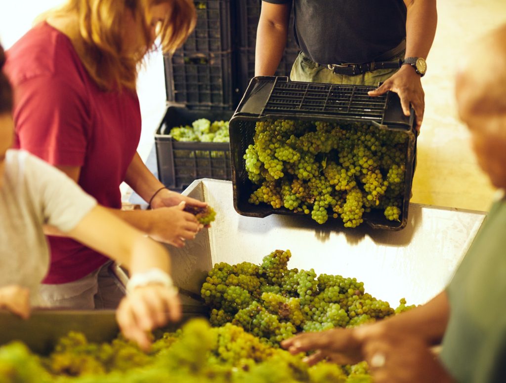 Workers sorting grapes on conveyer belt at winery