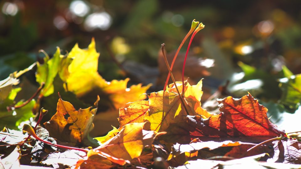 The sun illuminates colorful autumn leaves