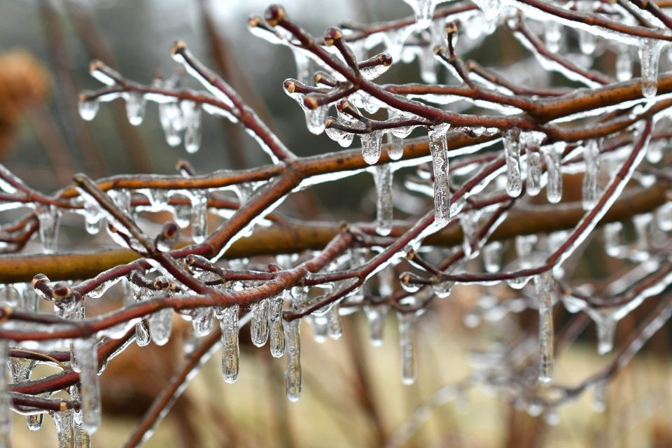Ice accumulation on tree branches after sleet and freezing rain winter storm.