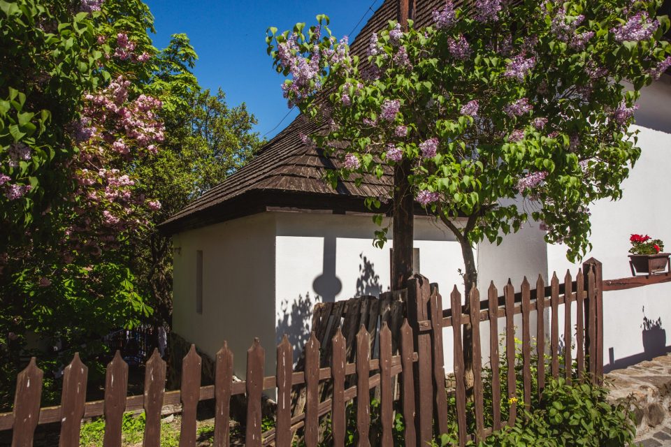 Traditional houses with blossom trees in village Holloko in Hungary