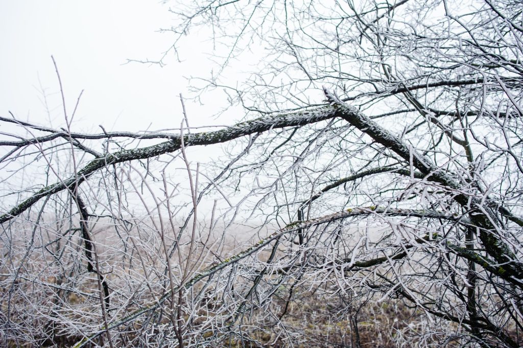 Trees in misty haze