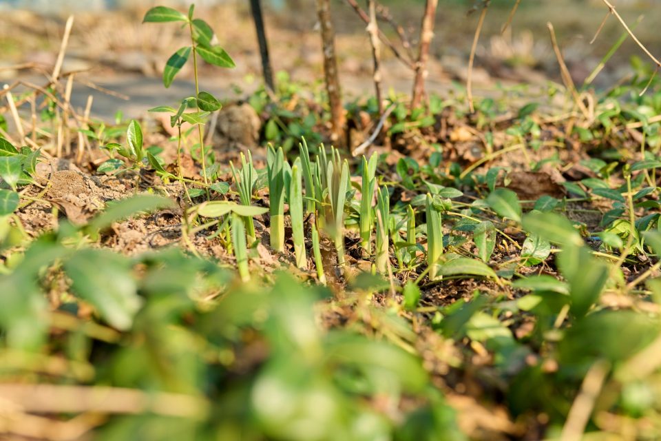 Early spring, sprouting flowers in a sunny flower bed in a backyard garden