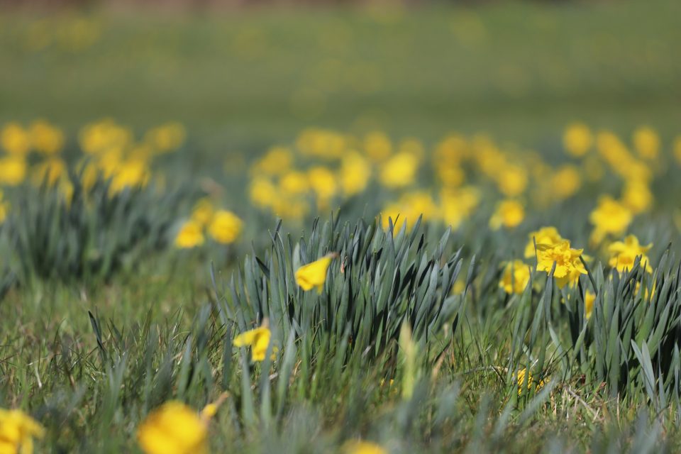 Fields with daffodils