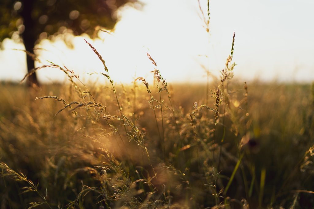 High grass meadow at the golden hour