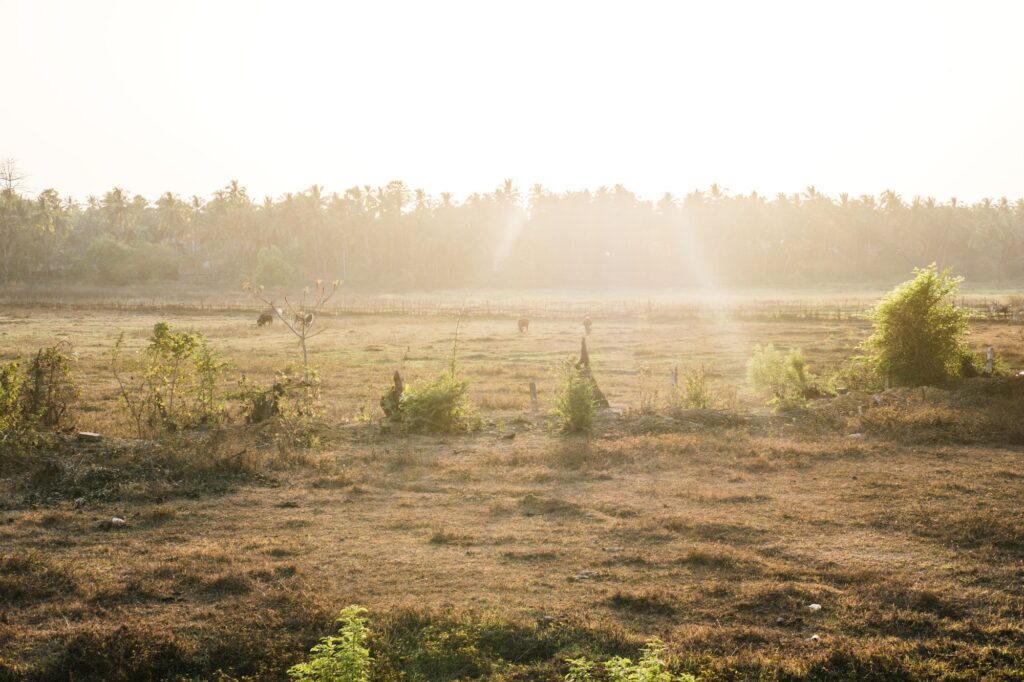 Field at dawn