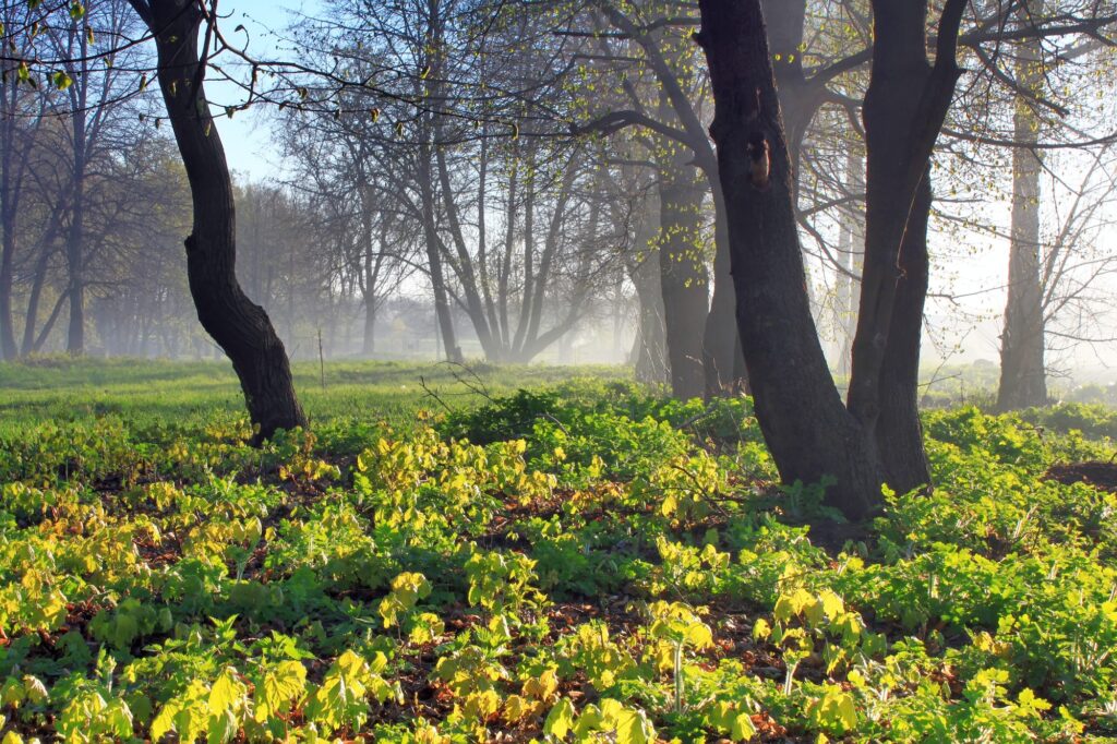 Misty dawn at the edge of the forest