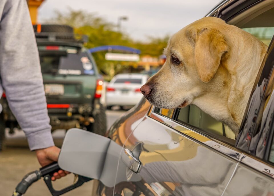 A dog looking out an open car window at an adult male filling the car with gasoline or petrol
