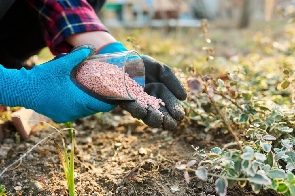 Fertilizing plants in a spring garden with chemical mineral graduated fertilizers