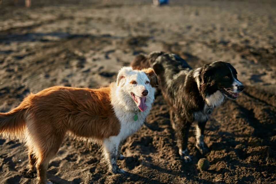 Dogs running near waving sea