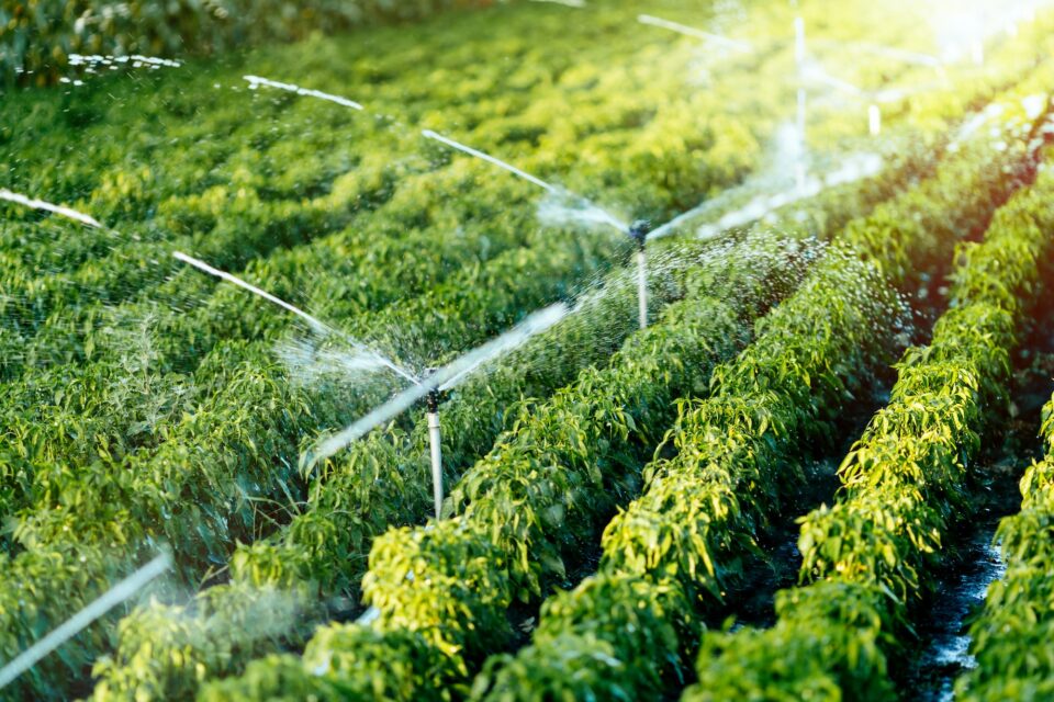 Irrigation system in function